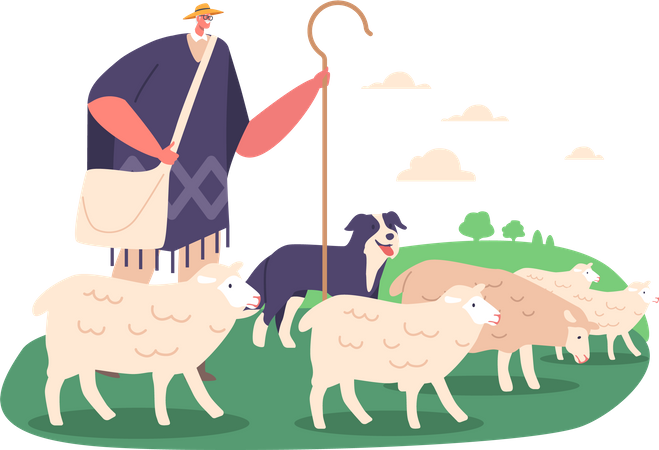 Pastor macho e cão pastoreando ovelhas usando comandos vocais e dicas físicas  Ilustração