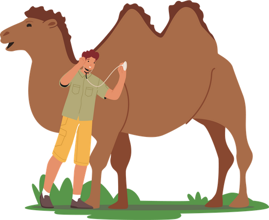 Veterinario masculino escucha los latidos del corazón de camello con estetoscopio  Ilustración