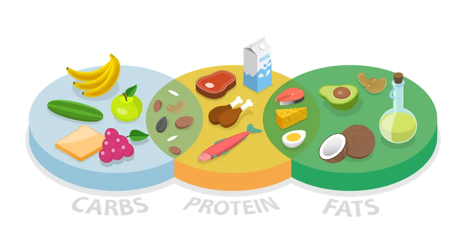 Macronutrients Chart, Dieting, Healthcare and Eutrophy Illustration