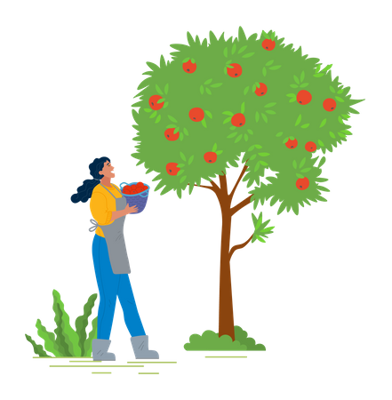 Mädchen erntet Obst vom Baum  Illustration