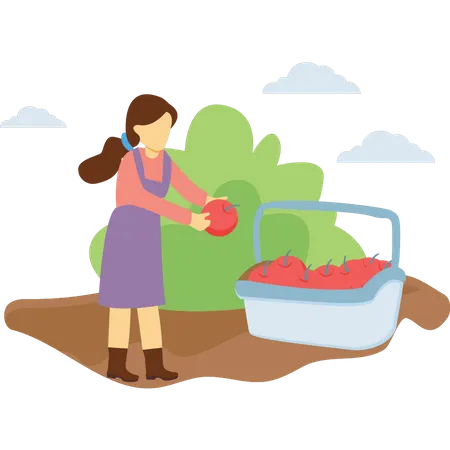 Mädchen sammelt Früchte im Korb  Illustration