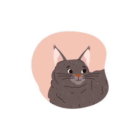 Main coon cat breed  Illustration