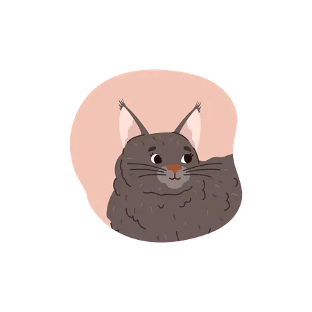 Main coon cat breed  Illustration