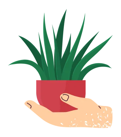 Main tenant une plante d'intérieur  Illustration