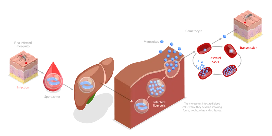 Lebenszyklus der Malaria  Illustration