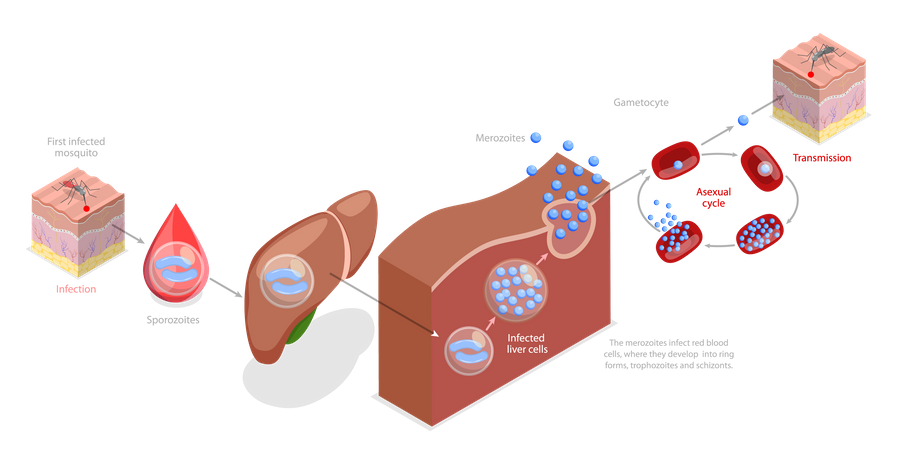 Malaria Life Cycle  Illustration