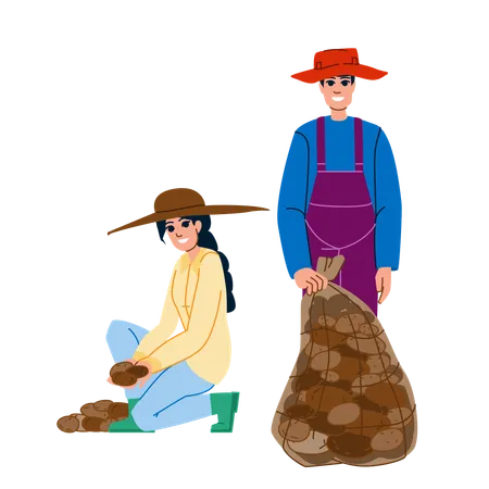 Male and female farmer harvesting potatoes  Illustration
