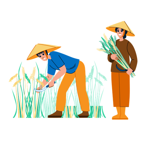 Male and female farmer harvesting rice  Illustration