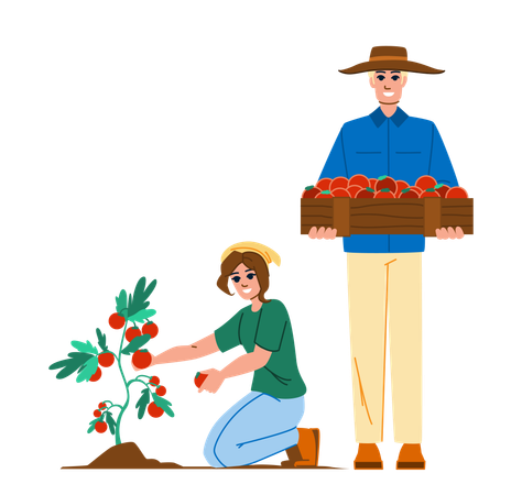 Male and female farmer harvesting tomatoes  일러스트레이션