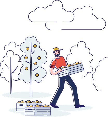 Male carrying Oranges box  Illustration