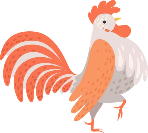Male chicken  Illustration