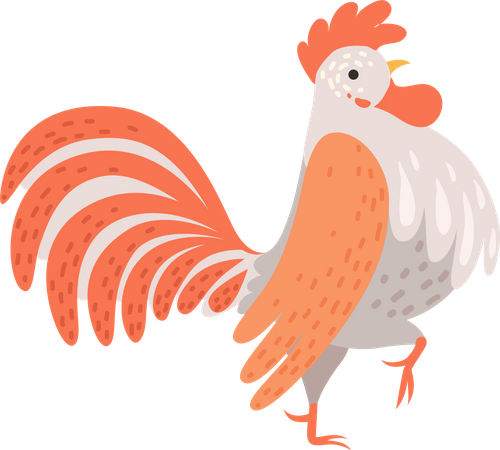 Male chicken  Illustration