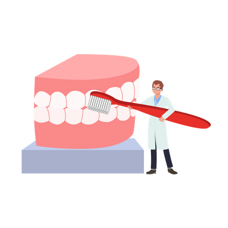 Male Dentist with toothbrush presenting  how to clean teeth  Illustration