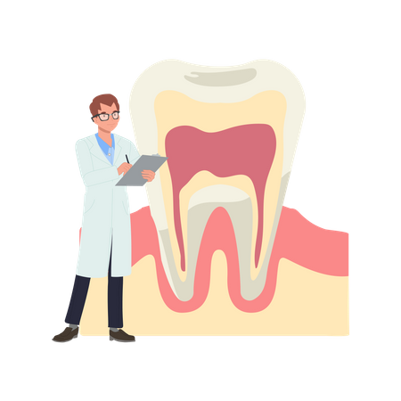 Dentiste masculin avec grande anatomie de la dent  Illustration