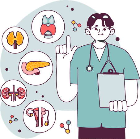 Male doctor explaining Endocrine system organs  Illustration