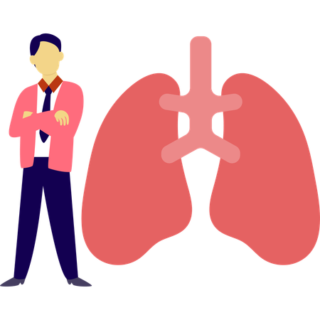 Male doctor showing healthy lungs  Illustration