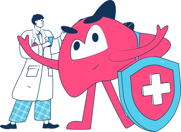 Male Doctor With Healthy Liver  Illustration