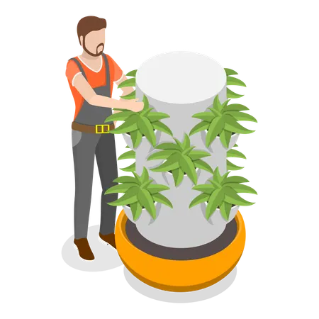 Male Doing Hydroponics Farming  Illustration