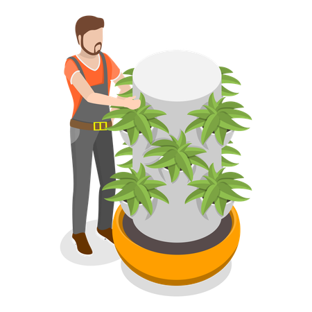 Male Doing Hydroponics Farming  Illustration