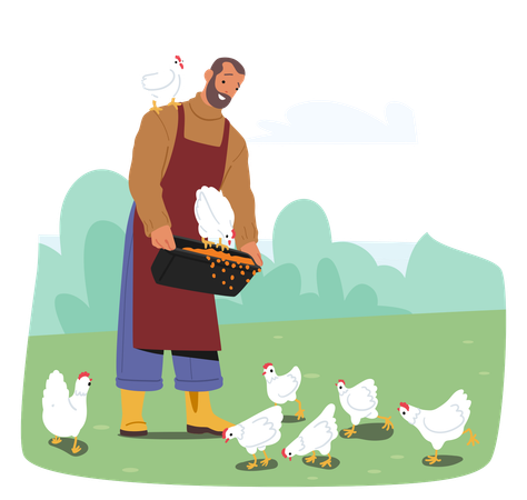 Male Farmer Character In Apron And Sweater Feeds Chickens From Bucket  Illustration