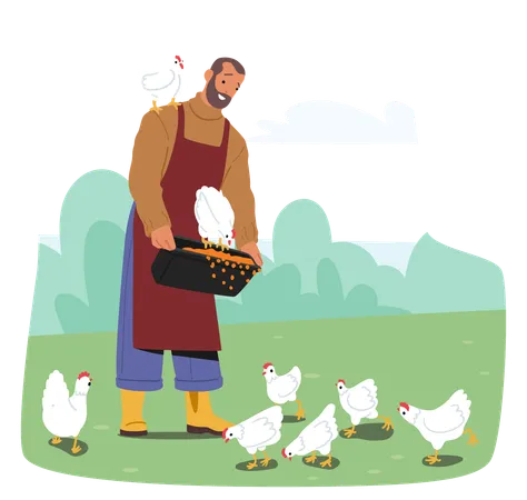 Male Farmer Character In Apron And Sweater Feeds Chickens From Bucket  Illustration