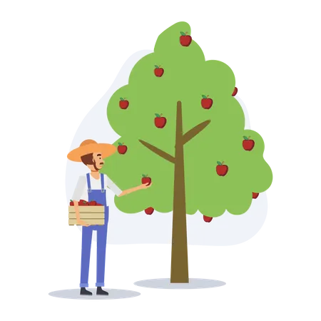 A Happy Farmer Is Picking Apples From Apple Tree Agriculture Concept Harvesting Flat Vector 2 D Cartoon Character Illustration Illustration