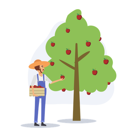 Male farmer collecting apples  Illustration