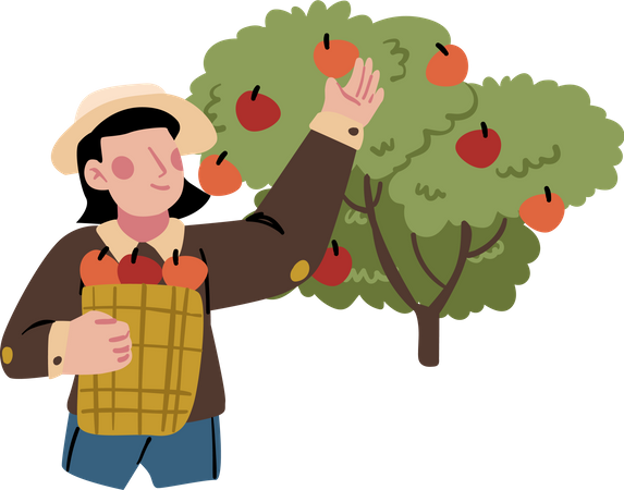 Male farmer collecting apples  Illustration