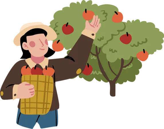 Male farmer collecting apples  Illustration