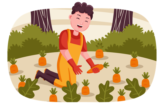 Male farmer collecting carrots  Illustration