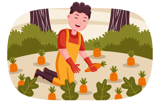 Male farmer collecting carrots  Illustration