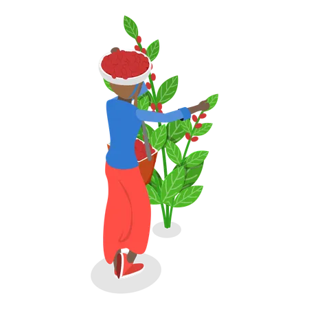 Male farmer collecting rape coffee beans from tree  Illustration