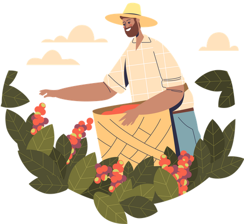 Male farmer collecting rape coffee beans from tree Illustration