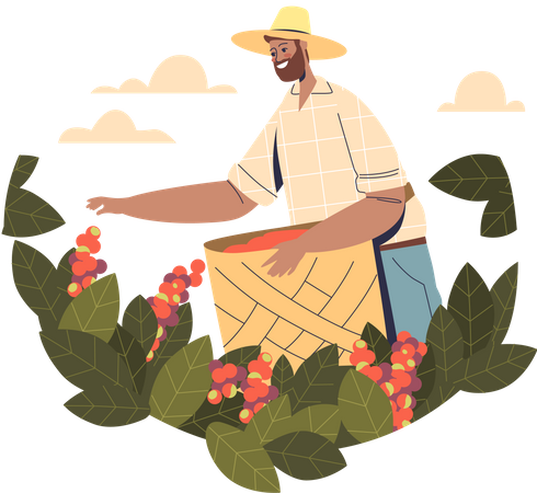 Male farmer collecting rape coffee beans from tree  Illustration