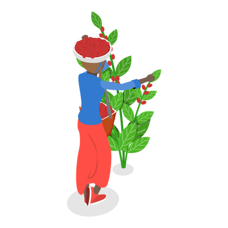 Male farmer collecting rape coffee beans from tree  Illustration