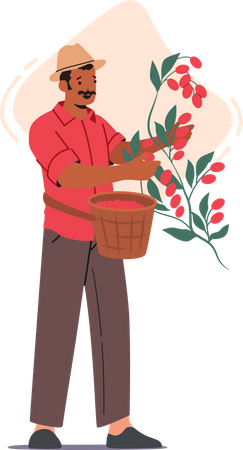 Male farmer cultivating fresh coffee beans Illustration