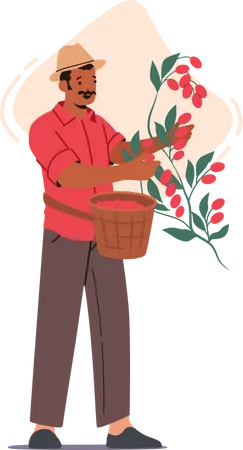 Farmer Work On Coffee Plantation Isolated African Or Latin Male Character Picking Harvesting Ripe Berries From Branch Coffee Growing Industry Cultivation Cartoon People Vector Illustration Illustration