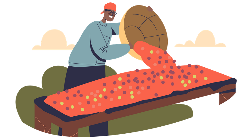 Male farmer drying rape coffee beans on farm  Illustration