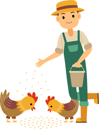 Male farmer feeding chicken and rooster  Illustration