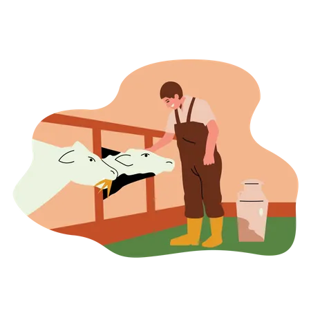 Male farmer Feeding cows  Illustration