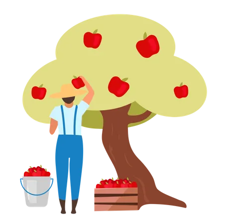 Male farmer gathering ripe fruit from apple tree Illustration