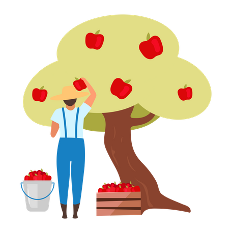 Male farmer gathering ripe fruit from apple tree  Illustration