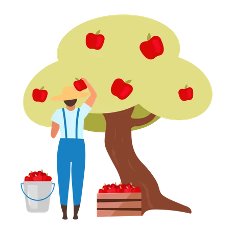 Male farmer gathering ripe fruit from apple tree  Illustration