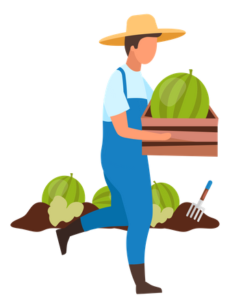 Male farmer harvest watermelon Illustration