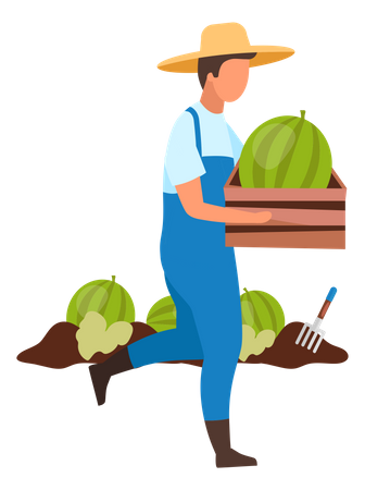 Male farmer harvest watermelon  Illustration