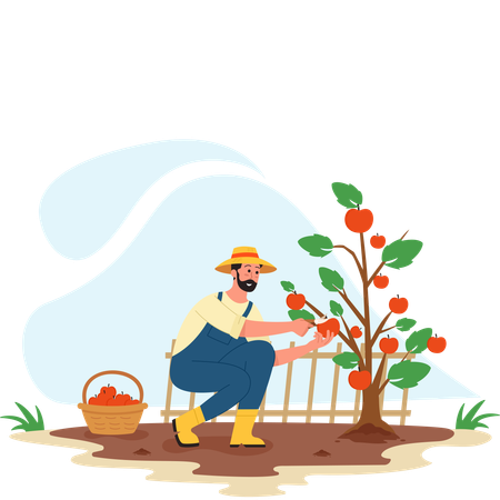 Male farmer Harvesting apple  Illustration