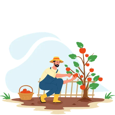 Male farmer Harvesting apple  Illustration