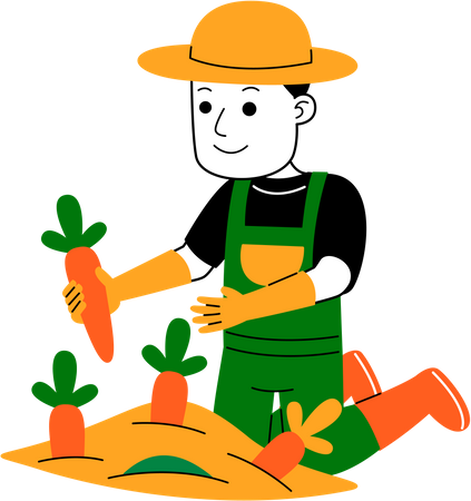 Male farmer harvesting carrot  Illustration
