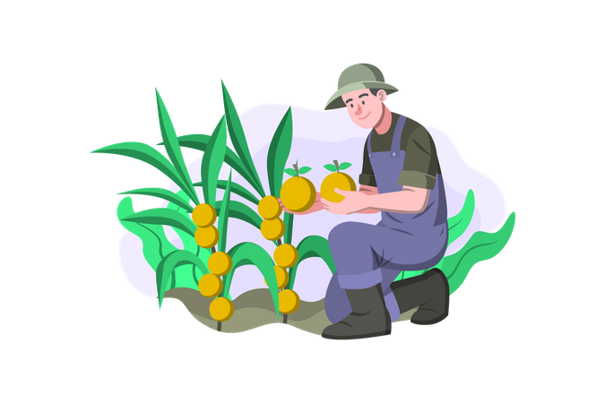 Male farmer harvesting fruits Illustration