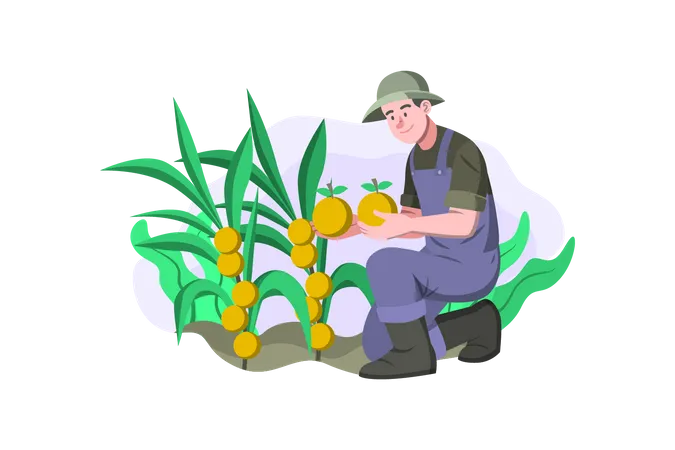 Male farmer harvesting fruits Illustration